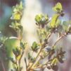 Portulaca Oleracea Extract 
